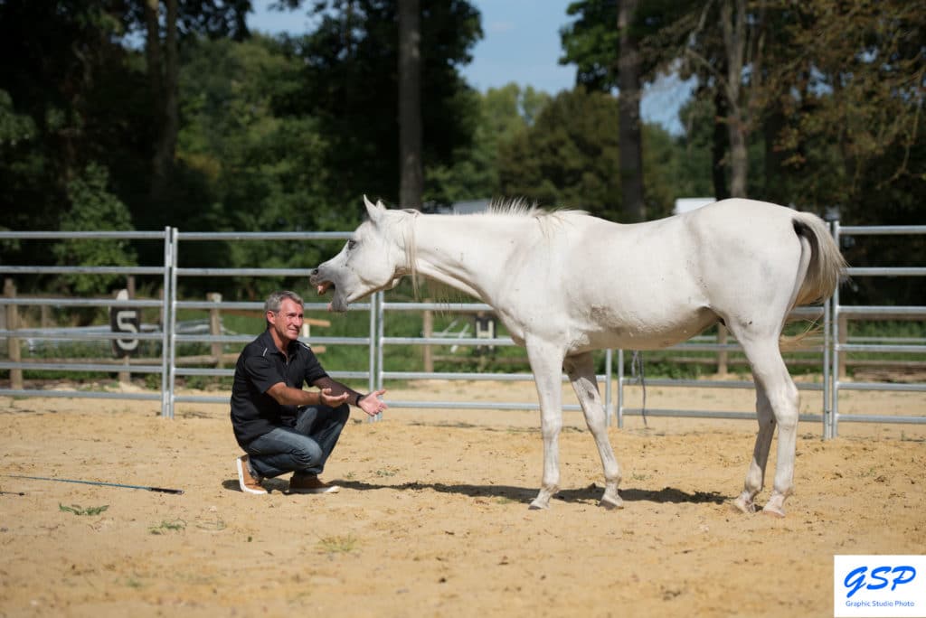 Equicoaching