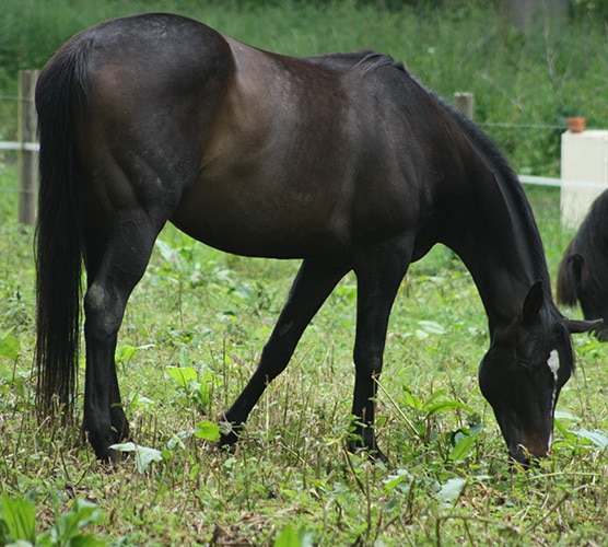 Ama cheval du troupeau d'équicoaching