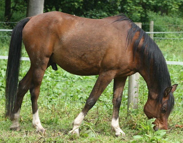 elka, cheval du troupeau d'équicoaching