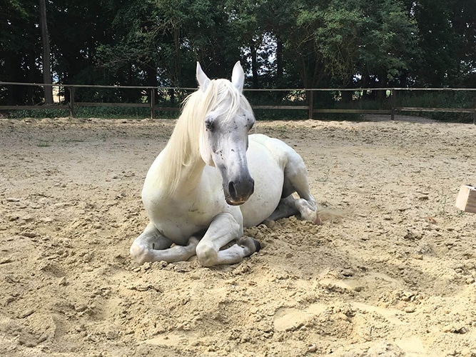 Zaki cheval du troupeau d'équicoaching