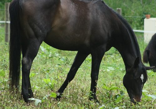 Ama cheval du troupeau d'équicoaching