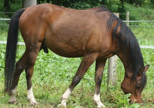 elka, cheval du troupeau d'équicoaching